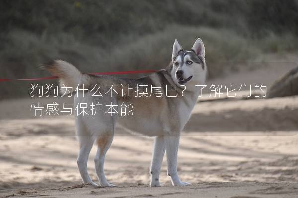 狗狗為什么不讓摸尾巴？了解它們的情感與保護本能
