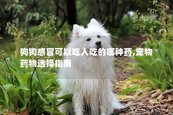 狗狗感冒可以吃人吃的哪種藥,寵物藥物選擇指南