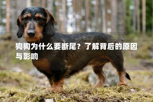 狗狗為什么要斷尾？了解背后的原因與影響