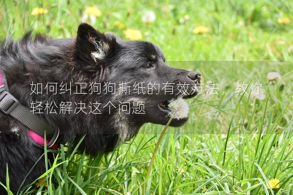 如何糾正狗狗撕紙的有效方法，教你輕松解決這個問題