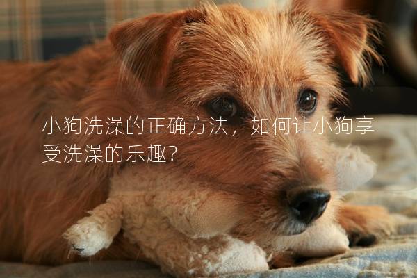 小狗洗澡的正確方法，如何讓小狗享受洗澡的樂趣？