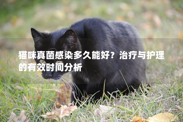 貓咪真菌感染多久能好?治療與護理的有效時間分析