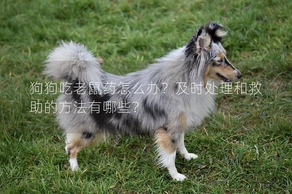 狗狗吃老鼠藥怎么辦？及時處理和救助的方法有哪些？