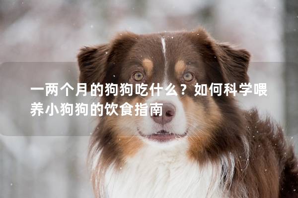 一兩個月的狗狗吃什么？如何科學喂養小狗狗的飲食指南
