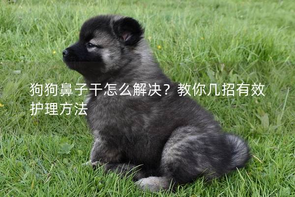 狗狗鼻子干怎么解決？教你幾招有效護(hù)理方法
