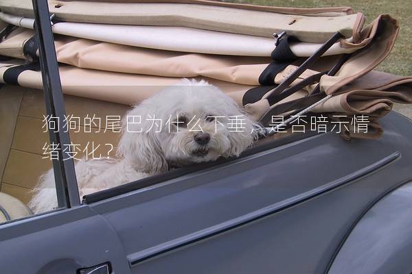 狗狗的尾巴為什么下垂,是否暗示情緒變化? 狗狗的尾巴為什么下垂,是否暗示情緒變化?