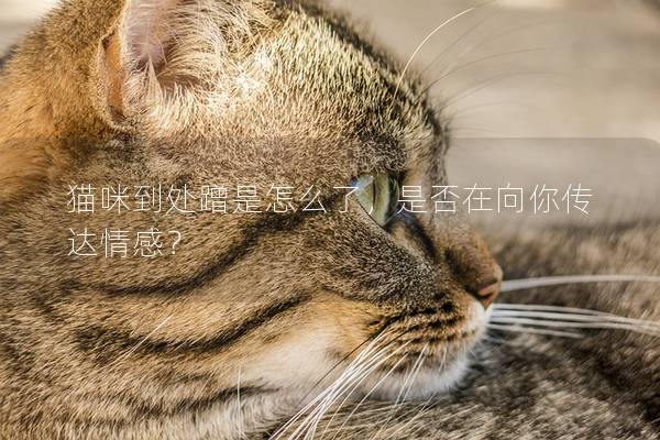 貓咪到處蹭是怎么了，是否在向你傳達情感？