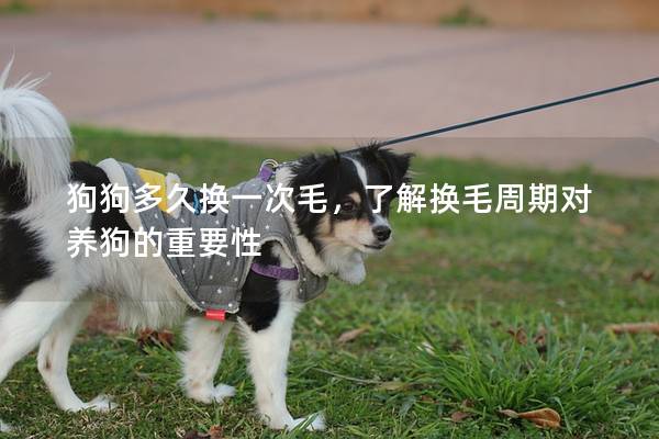 狗狗多久換一次毛，了解換毛周期對養(yǎng)狗的重要性