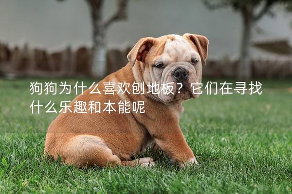 狗狗為什么喜歡刨地板？它們?cè)趯ふ沂裁礃啡ず捅灸苣? title=