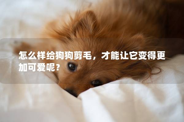 怎么樣給狗狗剪毛，才能讓它變得更加可愛呢？