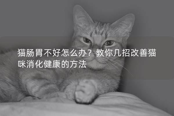貓腸胃不好怎么辦?教你幾招改善貓咪消化健康的方法 貓腸胃不好怎么辦?教你幾招改善貓咪消化健康的方法