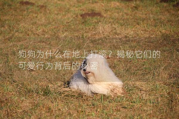 狗狗為什么在地上打滾？揭秘它們的可愛行為背后的秘密