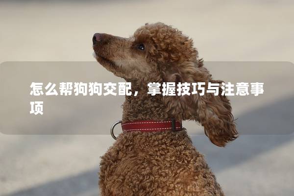 怎么幫狗狗交配，掌握技巧與注意事項