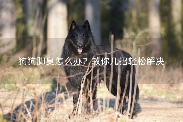 狗狗腳臭怎么辦？教你幾招輕松解決