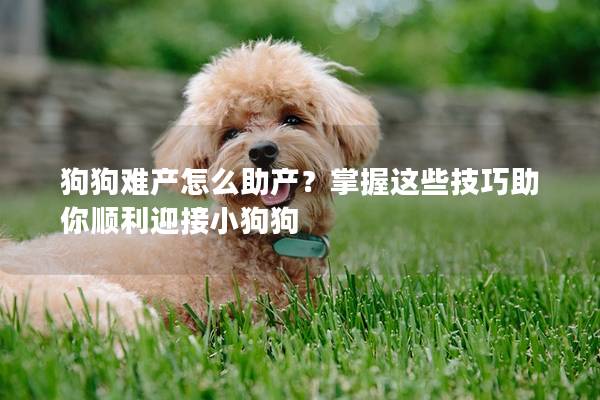 狗狗難產怎么助產？掌握這些技巧助你順利迎接小狗狗