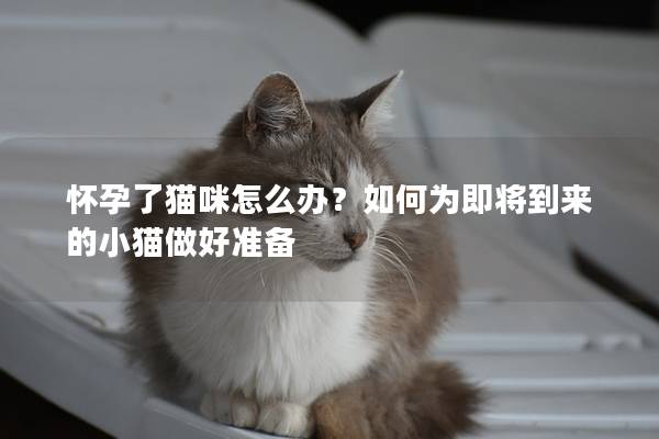 懷孕了貓咪怎么辦？如何為即將到來的小貓做好準備