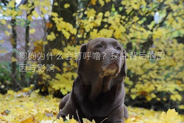 狗狗為什么會打呼嚕？探究背后的原因與影響