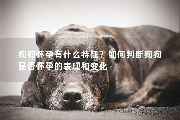 狗狗懷孕有什么特征？如何判斷狗狗是否懷孕的表現和變化