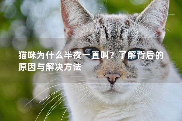貓咪為什么半夜一直叫？了解背后的原因與解決方法
