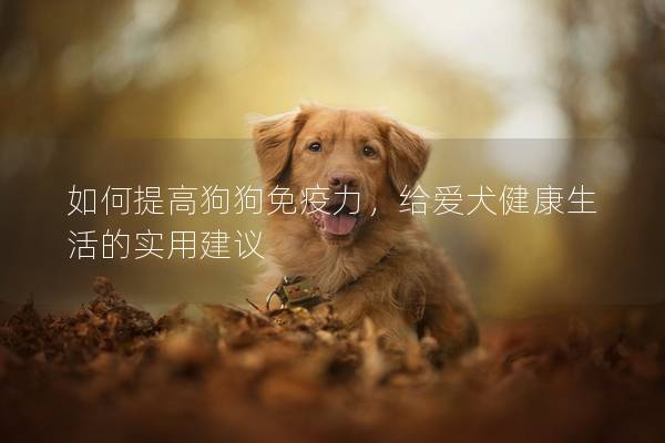如何提高狗狗免疫力，給愛犬健康生活的實用建議