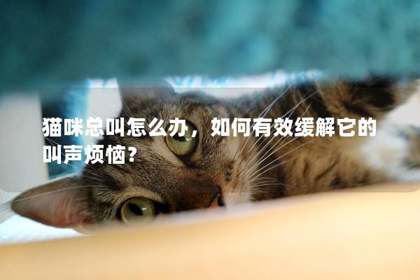 貓咪總叫怎么辦，如何有效緩解它的叫聲煩惱？