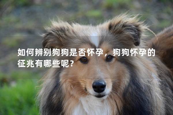 如何辨別狗狗是否懷孕，狗狗懷孕的征兆有哪些呢？