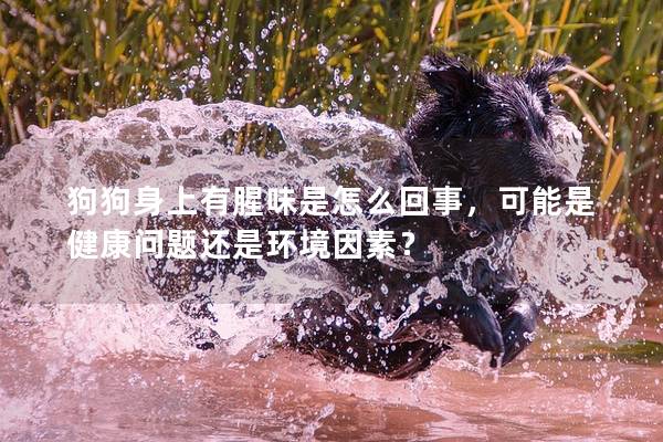 狗狗身上有腥味是怎么回事，可能是健康問(wèn)題還是環(huán)境因素？