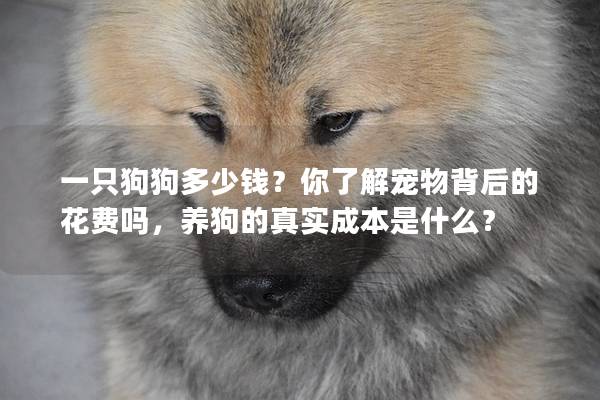 一只狗狗多少錢？你了解寵物背后的花費嗎，養(yǎng)狗的真實成本是什么？