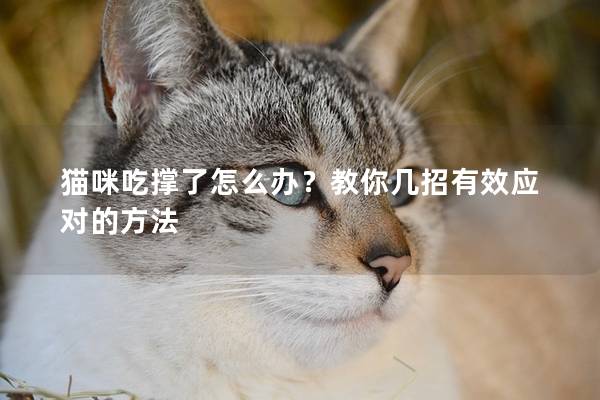 貓咪吃撐了怎么辦？教你幾招有效應對的方法