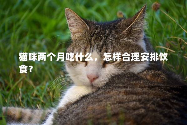 貓咪兩個月吃什么，怎樣合理安排飲食？