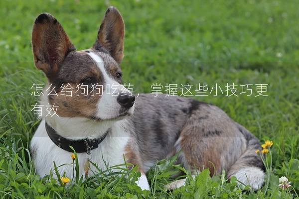 怎么給狗狗吃藥，掌握這些小技巧更有效