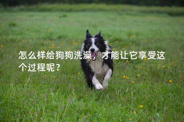 怎么樣給狗狗洗澡，才能讓它享受這個過程呢？