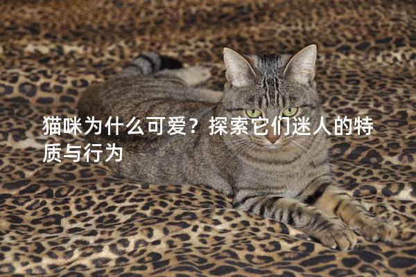 貓咪為什么可愛？探索它們迷人的特質與行為