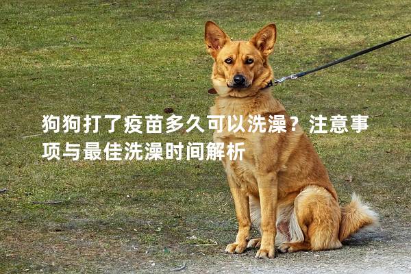 狗狗打了疫苗多久可以洗澡？注意事項(xiàng)與最佳洗澡時(shí)間解析