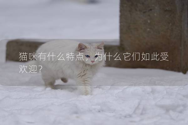 貓咪有什么特點，為什么它們如此受歡迎？