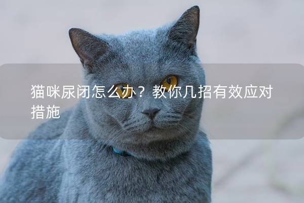 貓咪尿閉怎么辦？教你幾招有效應(yīng)對(duì)措施