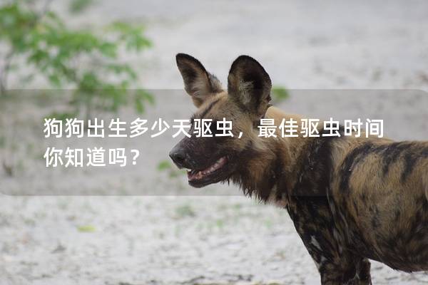 狗狗出生多少天驅(qū)蟲，最佳驅(qū)蟲時間你知道嗎？