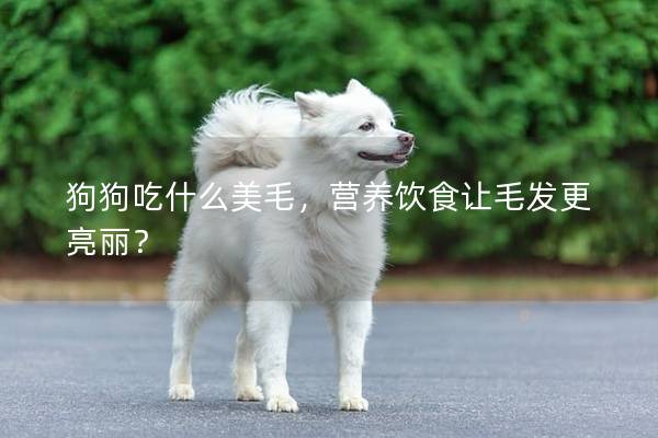 狗狗吃什么美毛,營養(yǎng)飲食讓毛發(fā)更亮麗? 狗狗吃什么美毛,營養(yǎng)飲食讓毛發(fā)更亮麗?