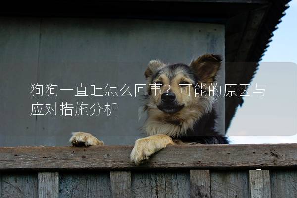 狗狗一直吐怎么回事？可能的原因與應對措施分析