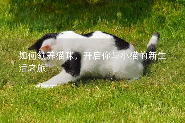 如何領(lǐng)養(yǎng)貓咪，開啟你與小貓的新生活之旅