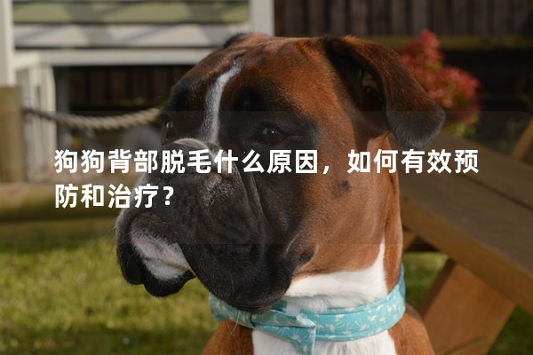 狗狗背部脫毛什么原因,如何有效預防和治療? 狗狗背部脫毛什么原因,如何有效預防和治療?