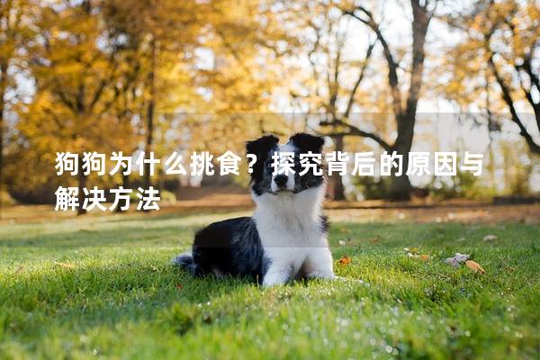 狗狗為什么挑食?探究背后的原因與解決方法 狗狗為什么挑食?探究背后的原因與解決方法