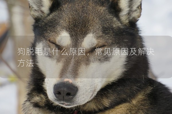 狗脫毛是什么原因,常見原因及解決方法 狗脫毛是什么原因,常見原因及解決方法