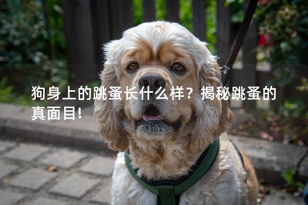 狗身上的跳蚤長什么樣？揭秘跳蚤的真面目!