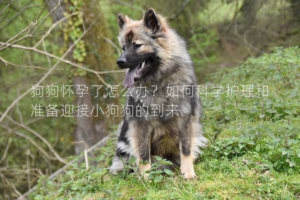 狗狗懷孕了怎么辦？如何科學護理和準備迎接小狗狗的到來