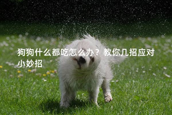 狗狗什么都吃怎么辦?教你幾招應(yīng)對小妙招 狗狗什么都吃怎么辦?教你幾招應(yīng)對小妙招