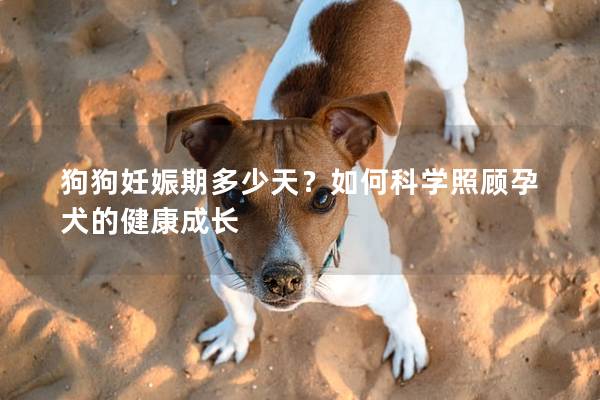 狗狗妊娠期多少天？如何科學照顧孕犬的健康成長