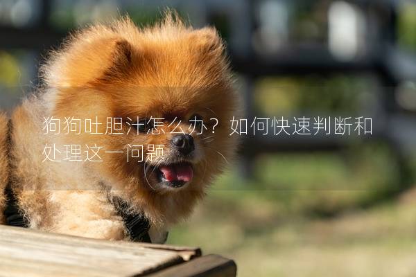 狗狗吐膽汁怎么辦？如何快速判斷和處理這一問題