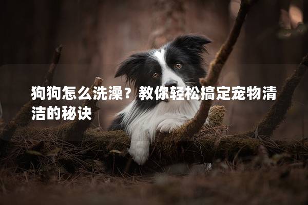 狗狗怎么洗澡?教你輕松搞定寵物清潔的秘訣 狗狗怎么洗澡?教你輕松搞定寵物清潔的秘訣
