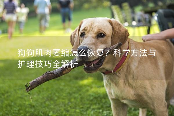 狗狗肌肉萎縮怎么恢復(fù)？科學(xué)方法與護理技巧全解析